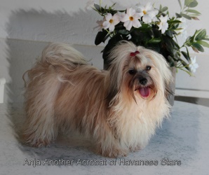 CH Anja Another Acrobat of Havanese Stars - bichons Havanais - Seeberger