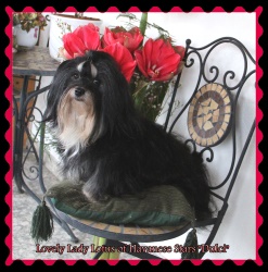 CH Lovely Lady Lotus of Havanese Stars - Dulci M. Seeberger