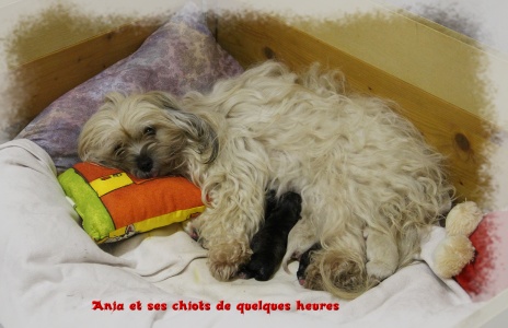 CH Anja Another Acrobat of Havanese Stars et ses chiots de quelques heures