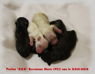 bichons Havanais Havanese Stars - chiots de quelques heures - Havanese puppies - Havaneserwelpen