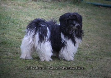 CH Yveline oh Yeah of Havanese Stars - Elevage M. Seeberger