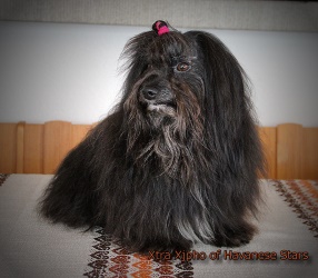bichon havanais mle Xtra Xjipho of Havanese Stars - Elevage M. Seeberger