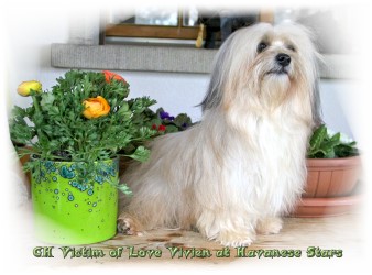 CH Victim of Love Vivien at Havanese Stars  Marguerite Seeberger - 4 ans