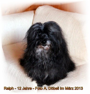Ralph Havanese Stars  Alfred Dbeli - Havaneser Rde 12 ans