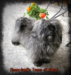 Disneyland's Tunes of Glory - M. Seeberger bichons Havanais