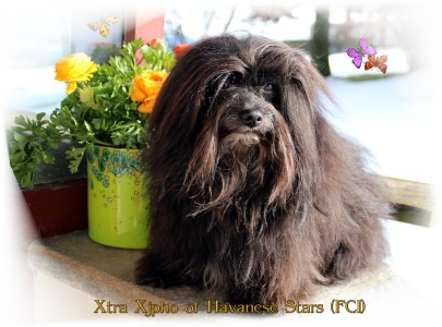 Xtra Xjpho of Havanese Stars - Marguerite Seeberger Havanais - Havanese - Havaneser