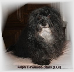CH Ralph Havanese Stars  M. Alfred Dbeli