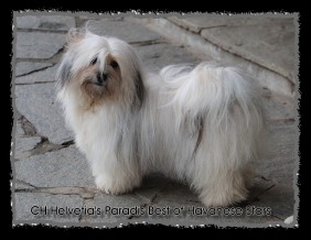 Helvetia's Paradis Best of Havanese STars - Bichons Seeberger Switzerland