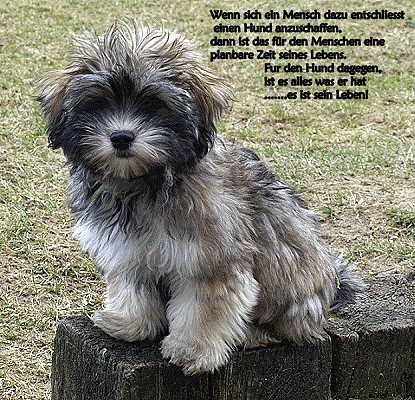 Bichon Havanais femelle Ada