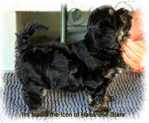 I'm Isaura the Icon of Havanese Stars - 10 semaines