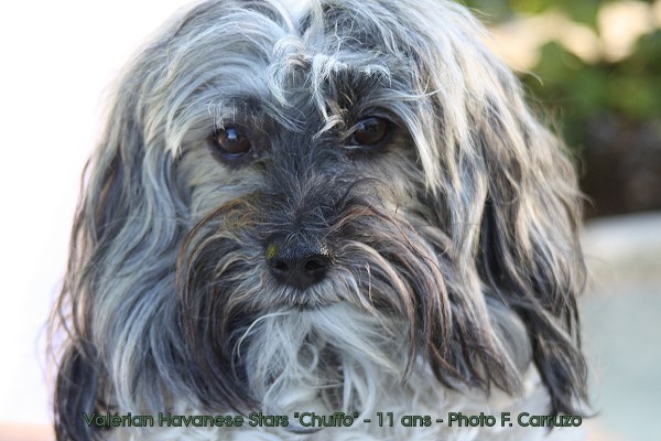 Bichon Havanais Valrian Havanese Stars - levage Marguerite Seeberger