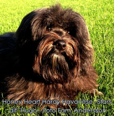 Havanese Stars - bichons havanais - Marguerite Seeberger