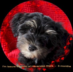 bichon havanais - Havanese - Havaneser - black and tan Marguerite Seeberger Havanese Stars