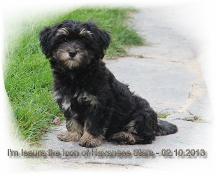 Havanese - Havaneser - bichon Havanais black and tan Havanese Stars - M. Seeberger