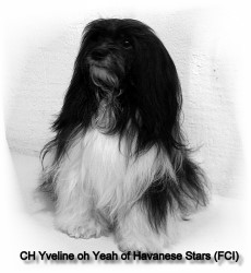 Havaneserzucht Havanese Stars  Marguerite Seeberger bichon havanais - Havanese