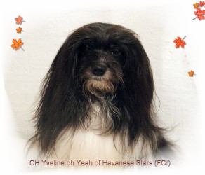 Havanese - bichon - Havaneser - Havanais - Havanese Stars Marguerite Seeberger
