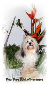 Elevage bichons Havanais et Bolognese Havanese Stars - Marguerite Seeberger Switzerland