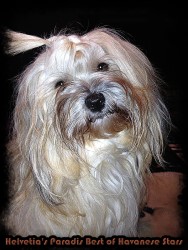 Helvetia's Paradis Best of Havanese Stars  Marguerite Seeberger Bichons Havanais Switzerland