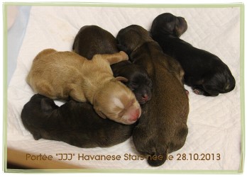 Bichons Havanais Havanese Stars - Marguerite Seeberger Switzerland