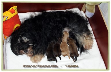 Bichon Havanais - Havanese Stars - Marguerite Seeberger