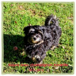 Havanese female black and tan Havanese Stars - M. Seeberger Switzerland