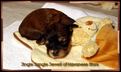 bichon havanais Havanese Stars chiot 2 semaines