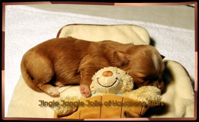 bichon havanais fauve - Havaneser - Havanese Stars