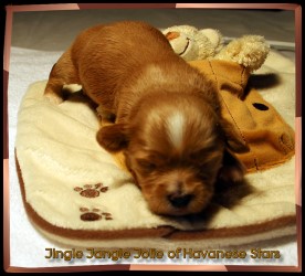 Havaneser - chiots Havanais bichon - Havanese Stars Marguerite Seeberger