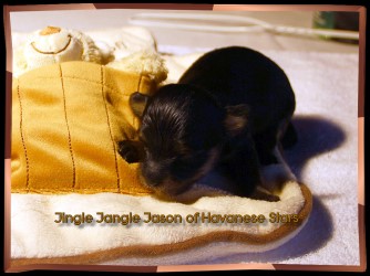 Havanais - bichon - Havaneser - Havanese Stars Marguerite Seeberger chiot