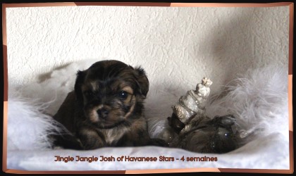 Havanais - bichon havanais - Havaneser - Welpe - Havanese puppy