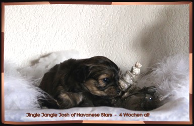 Jingle Jangle Josh of Havanese Stars -  vendre