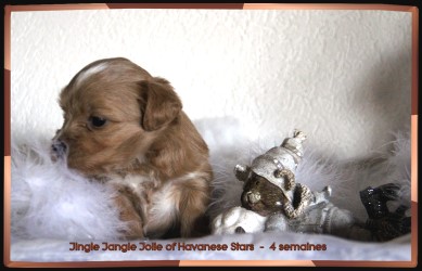 Havanese Stars Jolie bichon havanais chiot fauve