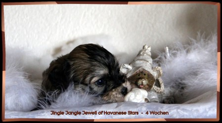 bichon havanais - havanese - Havaneser - Havanese Stars Switzerland