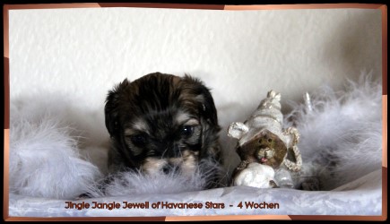 Havaneser - bichon havanais - havanais chiot Suisse