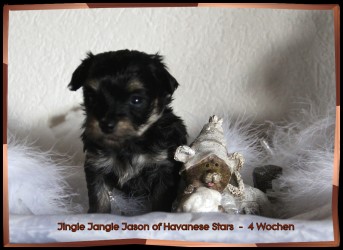 bichon havanais - Havaneser welpe - Havanese Marguerite Seeberger