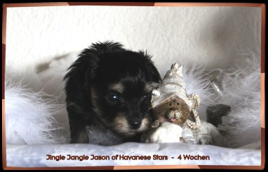 Jingle Jangle Jason of Havanese Stars bichon havanais - Havaneser - Welpe