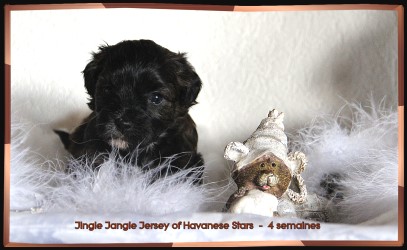 Havanese - bichon Havanais - Havaneser Havanese Stars