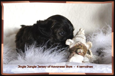 Havanese - Havaneser - bichon havanais mle 