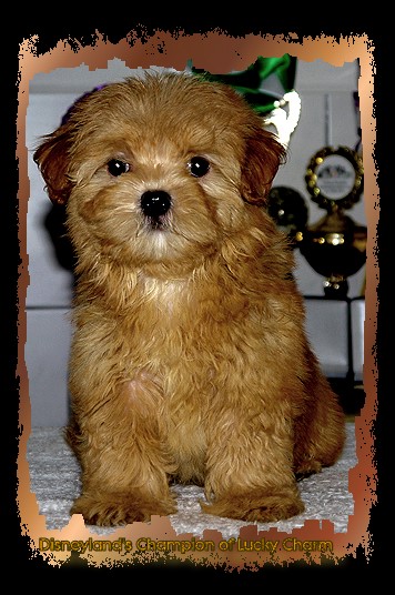 Disneyland's Champion of Lucky Charm