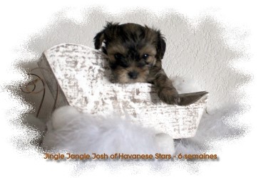 Havanese stars - Marguerite Seeberger - havaneser - bichon havanais