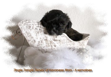 Havanese Stars - Havaneser - bichon havanais - Marguerite Seeberger