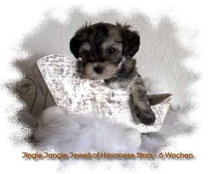 bichon havanais - Havaneser - Havanese Stars - Marguerite Seeberger