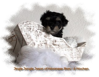 bichon havanais - havanese stars - Havaneser - Marguerite Seeberger