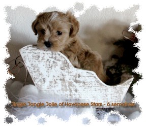 Havanese Stars - bichon Havanais - Havaneser - Marguerite Seeberger