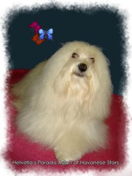 Havaneser - Havanese Stars - bichons havanais Elevage Marguerite Seeberger
