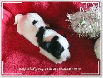 bichon havanese - Havanais - Havaneser Welpe 2 Wochen 2 semaines Havanese Stars