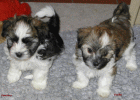 Vaniteux bourreau des coeurs et Vanille Havanese Stars  bichon havanais  Havaneser