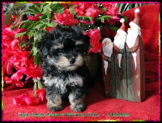 Havaneser Havanese Stars Marguerite Seeberger bichons havanais