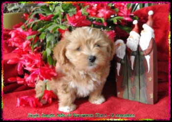 bichons Havanais - Havaneser - Havanese Stars  -  Marguerite Seeberger