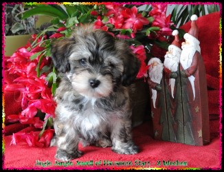 bichon havanais Havaneser Havanese Stars - M. Seeberger